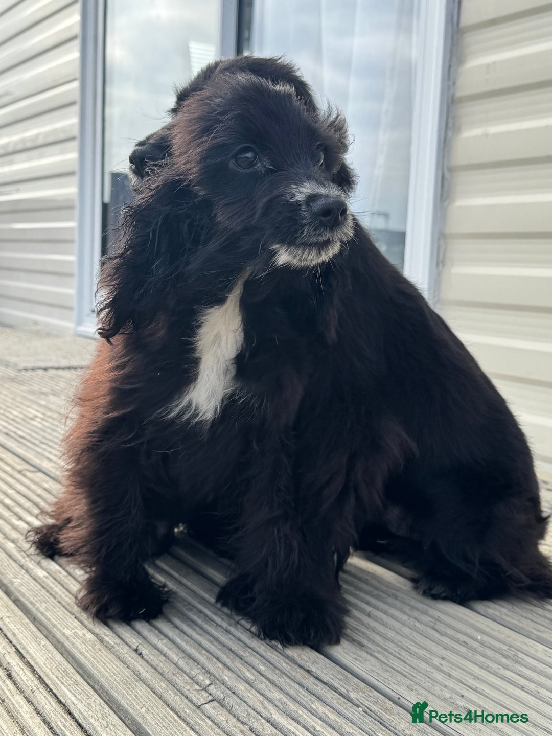 Cocker Spaniel dogs for sale: cocker spaniel two boy puppy’s left - Image 7