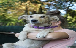 Mixed Breed dogs for adoption: 💙🐶 NICK AND MAILY 🐶💖 - Image 9