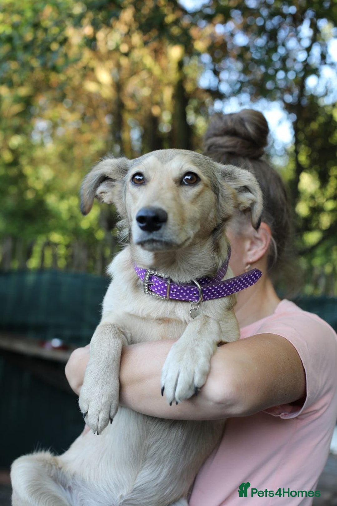 Mixed Breed dogs for adoption: 💙🐶 NICK AND MAILY 🐶💖 - Image 9