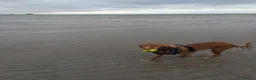 Cocker Spaniel dogs for sale: 3YO Cocker Spaniel - Loving Family Home Needed in East Cowes - Advert 2