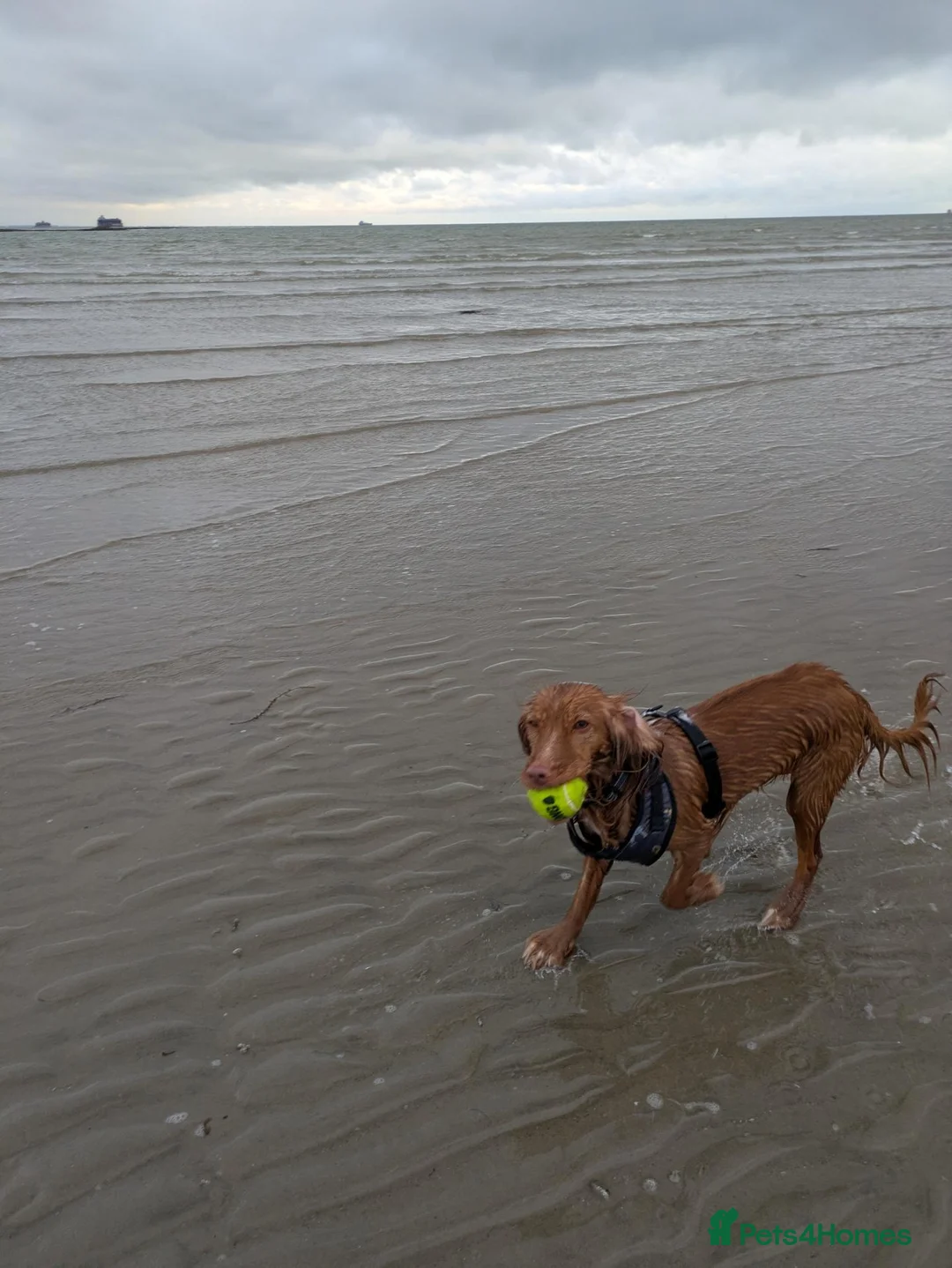 Cocker Spaniel dogs for sale: 3YO Cocker Spaniel - Loving Family Home Needed in East Cowes - Advert 2