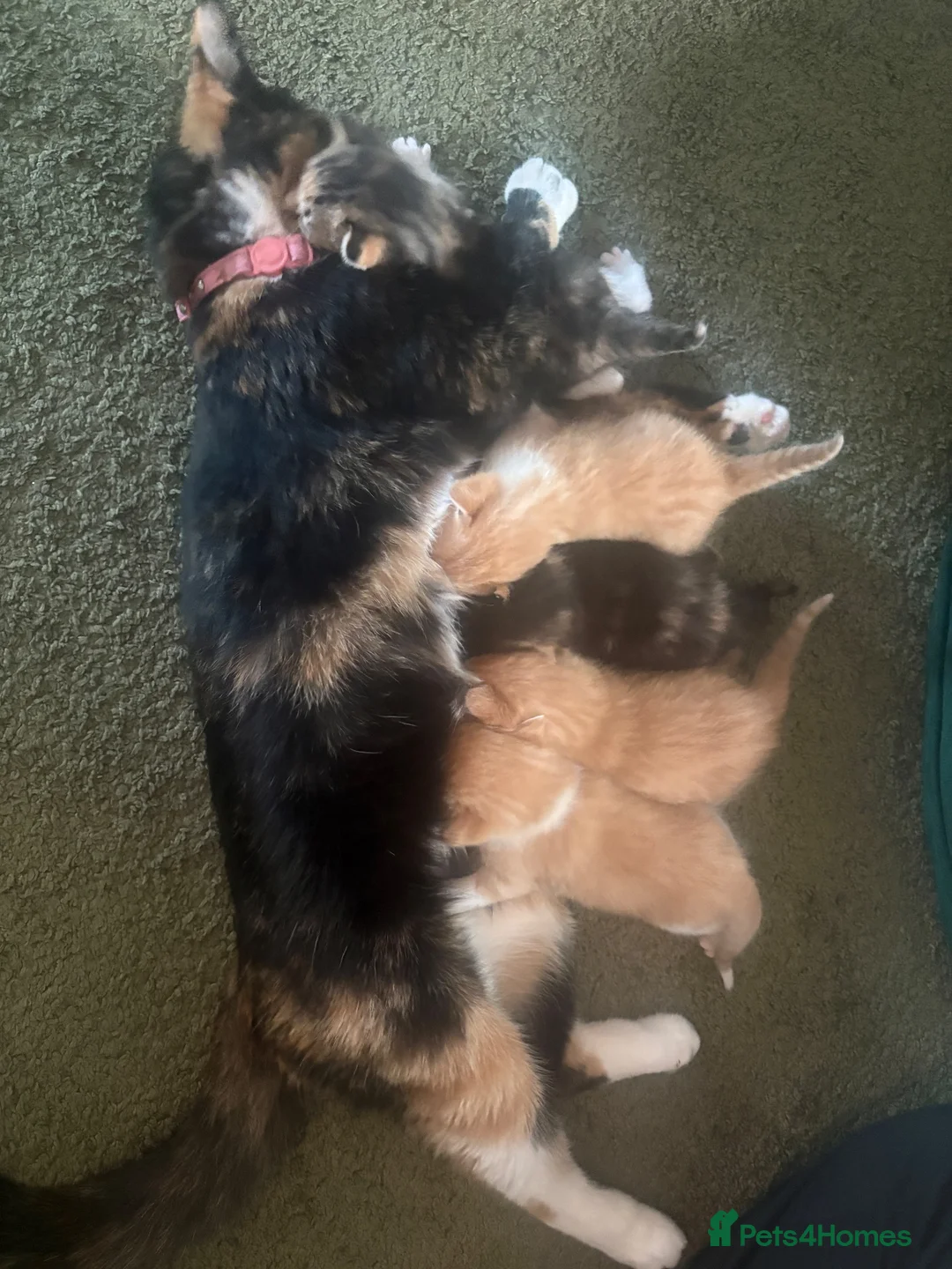 Mixed Breed cats for sale: 5 gorgeous kittens  in Feltham - Advert 1