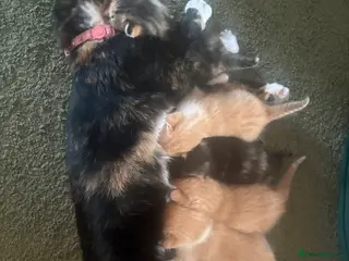 Mixed Breed cats 4 gorgeous kittens - Advert 1