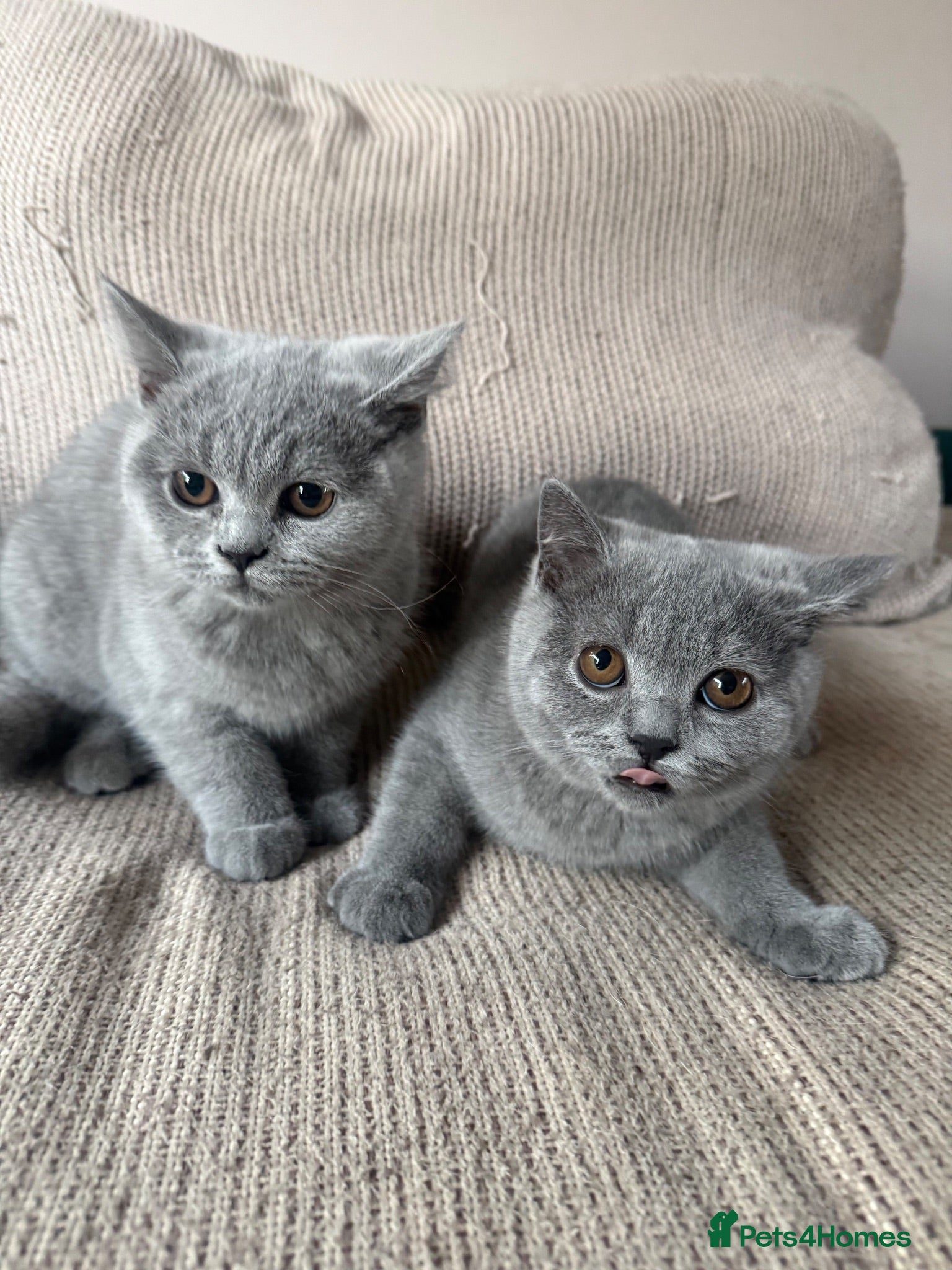 British Shorthair cats Beautiful British Shorhair Kittens for Sale - Advert 1