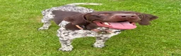 German Shorthaired Pointer dogs for sale: 🏆Exceptional GSP Puppies🏆 - Advert 2