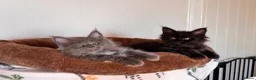 Maine Coon cats for sale: Exceptional TICA Pedigree Maine Coon Kittens - Advert 7