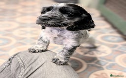 Cocker Spaniel dogs for sale: Show Cocker Pups - Image 1