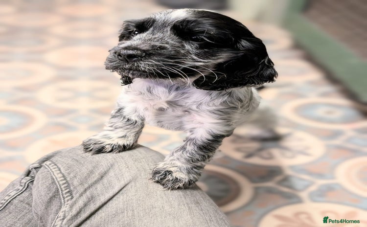 Cocker Spaniel dogs - Advert 2