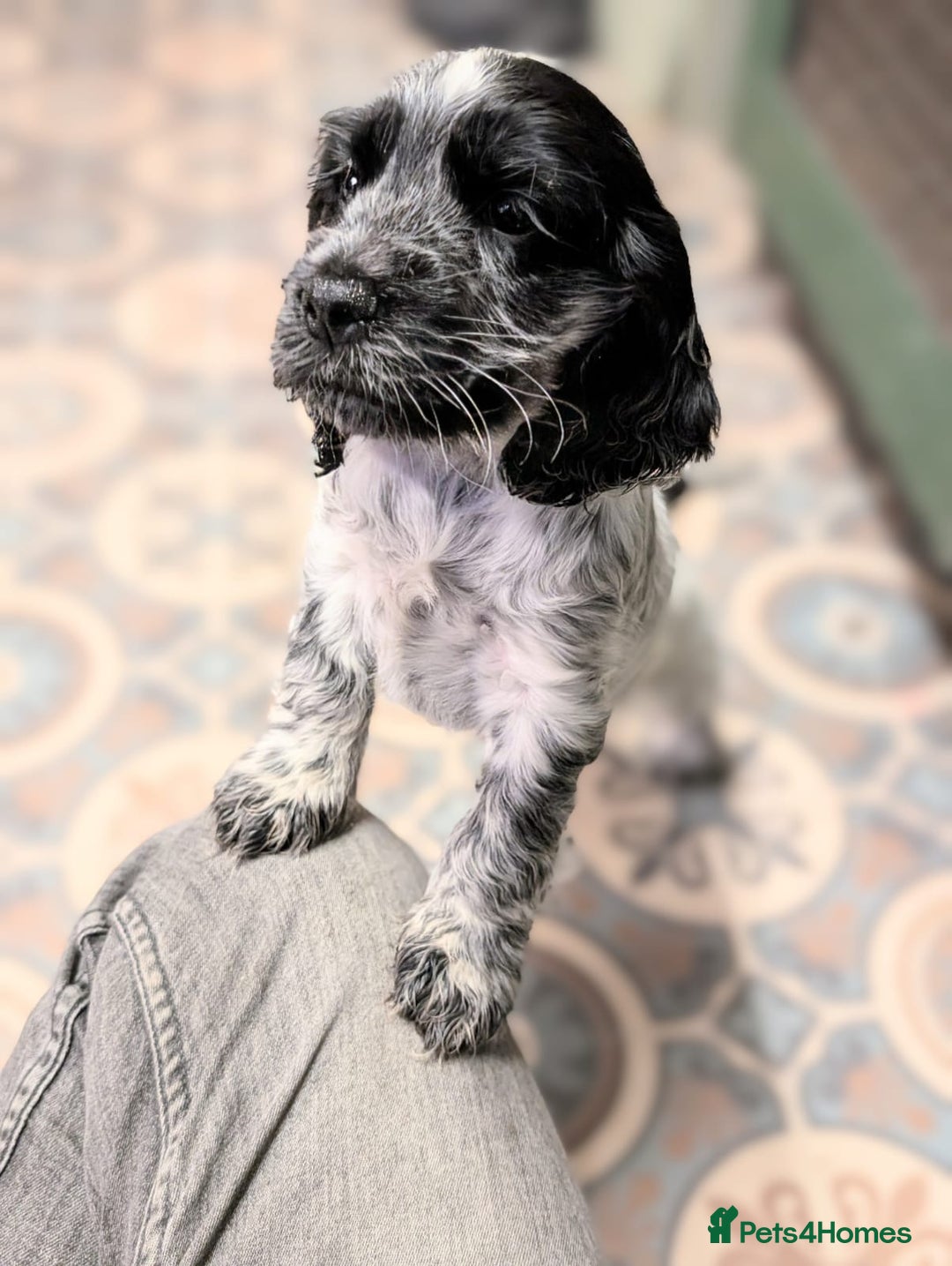 Cocker Spaniel dogs for sale: Show Cocker Pups - Image 1