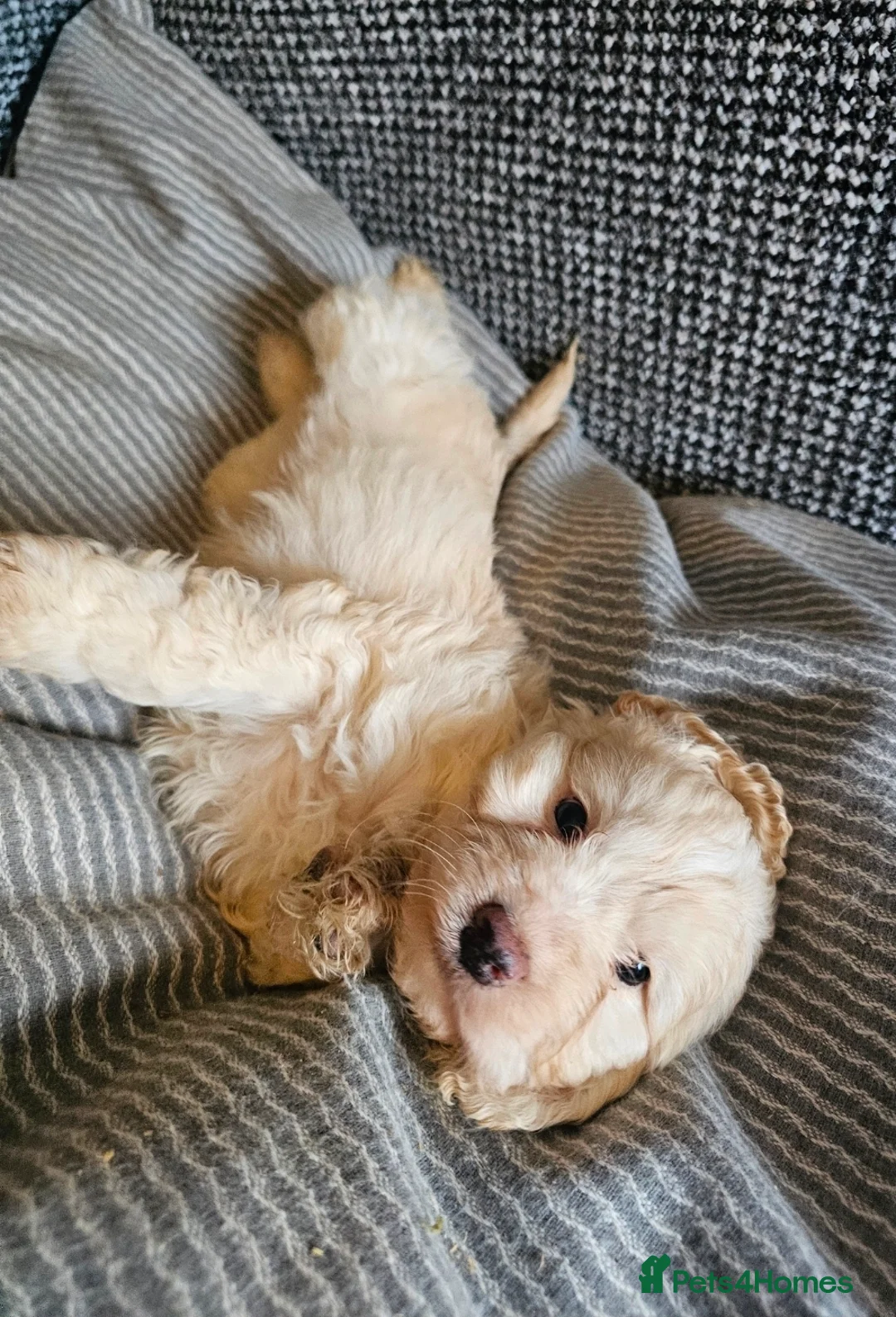 Cockapoo dogs for sale: Cockerapoo puppies merle F1 - Advert 5