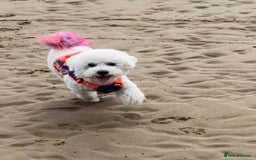 Poochon dogs for sale: Poochon puppies  - Image 2