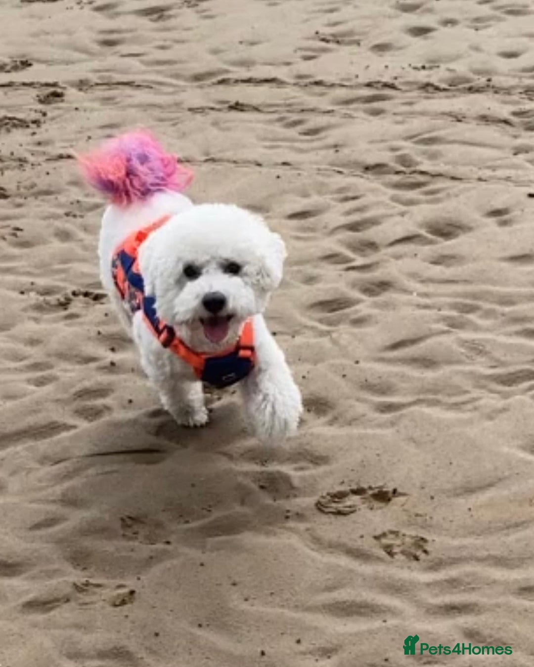 Poochon dogs for sale: Poochon puppies  - Image 2