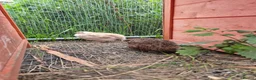 Quail poultry for sale: Mixed variety Coturnix Quail - Advert 10