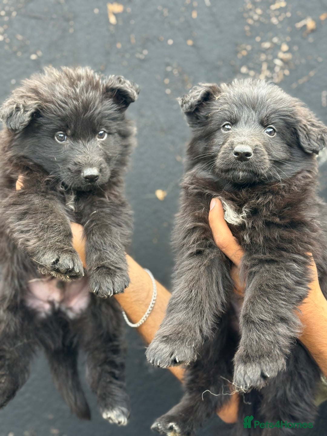 Mixed Breed dogs for sale: Long Coat German Shepherd Puppies for Sale - Image 5
