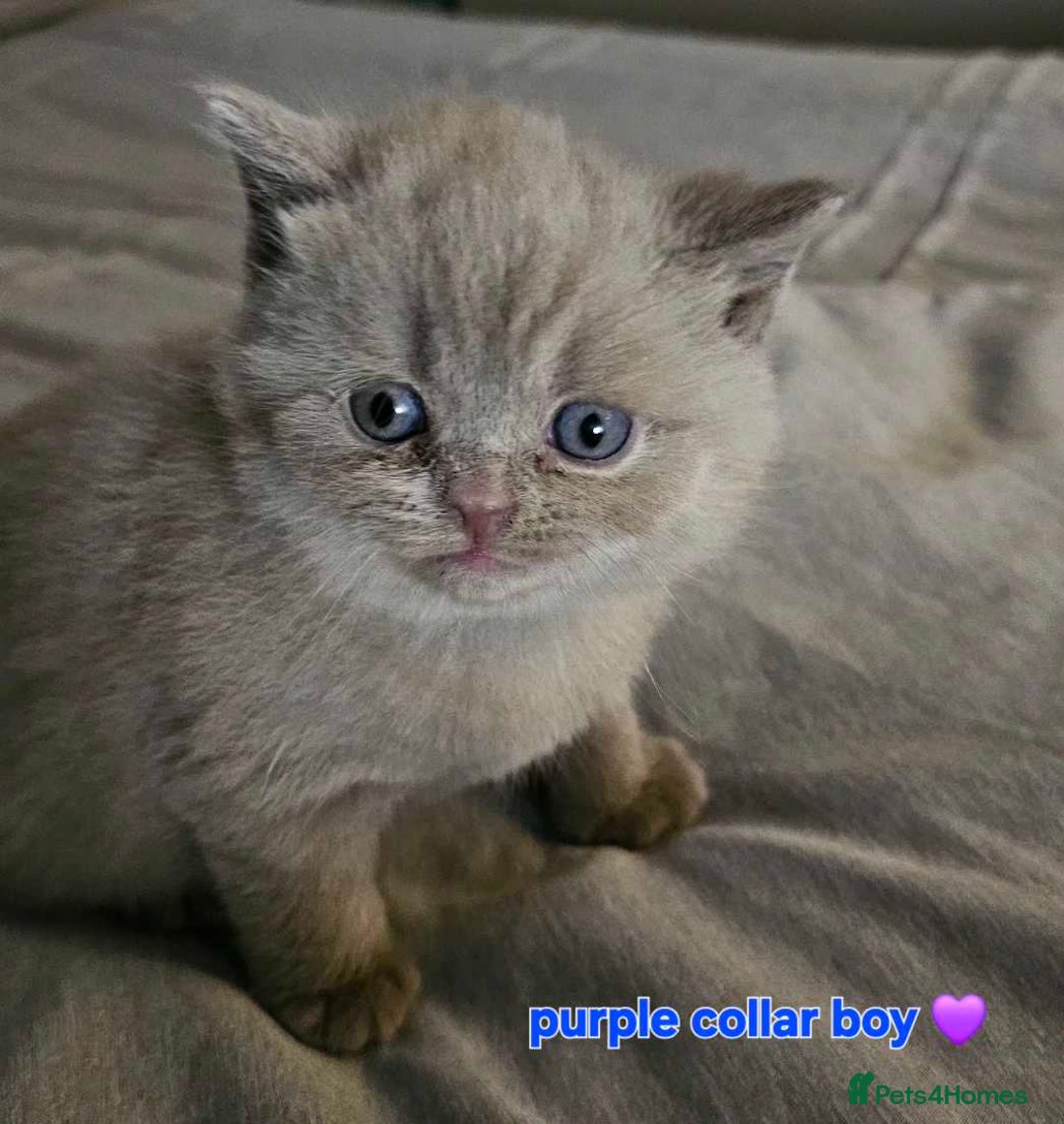 British Shorthair cats for sale: Beautiful  British  shorthair  kittens - Advert 9