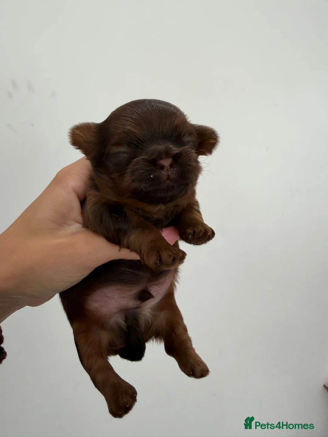 Shih Tzu dogs for sale: Shih Tzu puppies - Advert 5