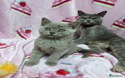 British Shorthair cats for sale: Rainbow litter 🤩🤩💕💕🌈🌈 - Image 1