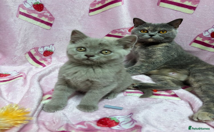 British Shorthair cats - Advert 12