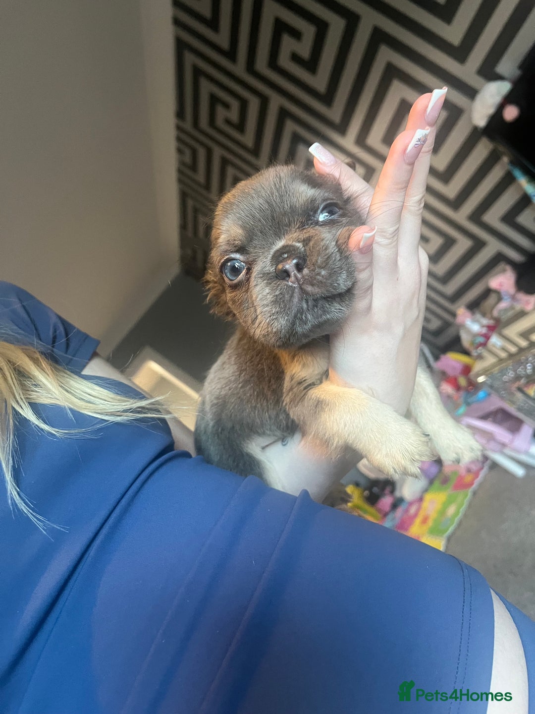 French Bulldog dogs for sale: Fluffy Frenchbulldogs  - Advert 5