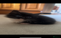 Ragdoll cats for sale: Ragdoll mix kittens - Image 3