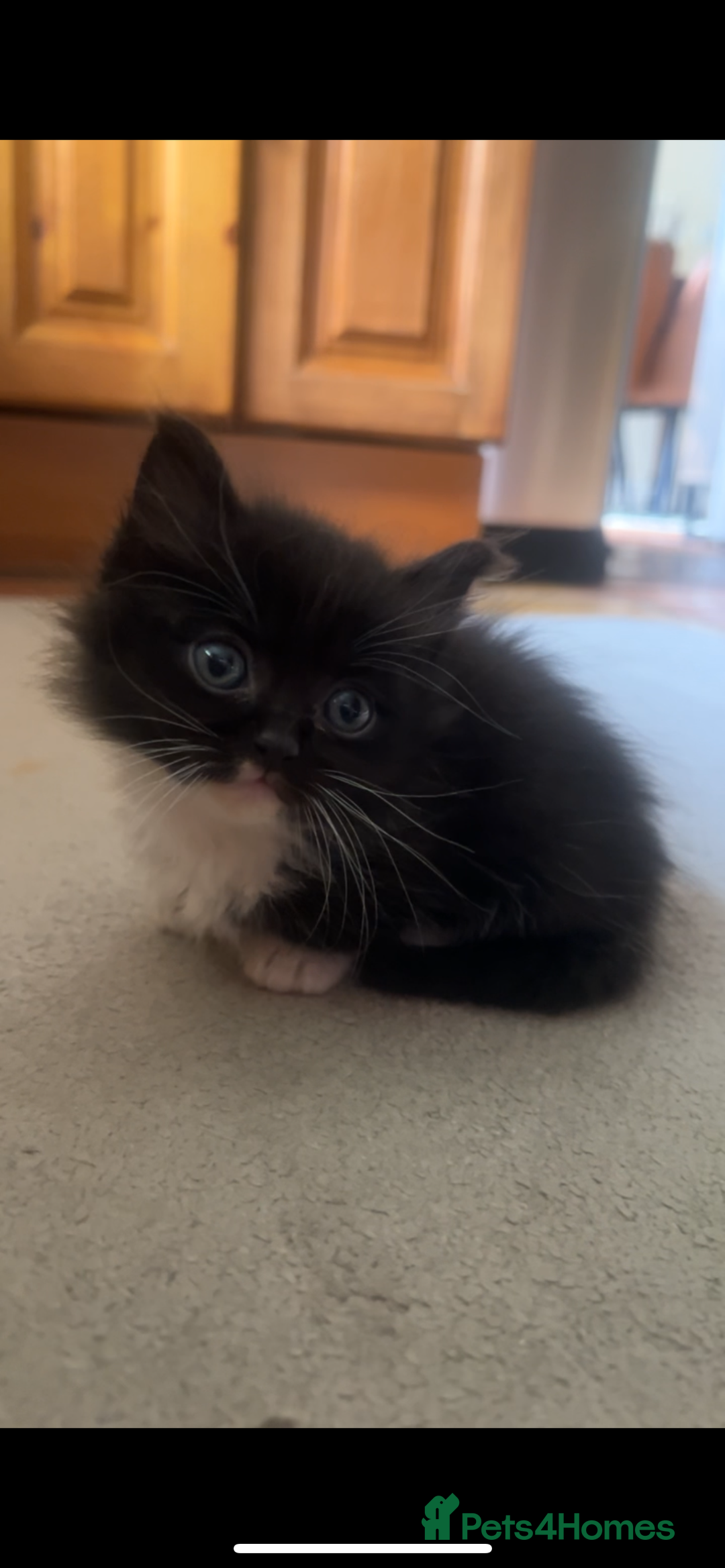 Ragdoll cats for sale: Ragdoll mix kittens - Image 3