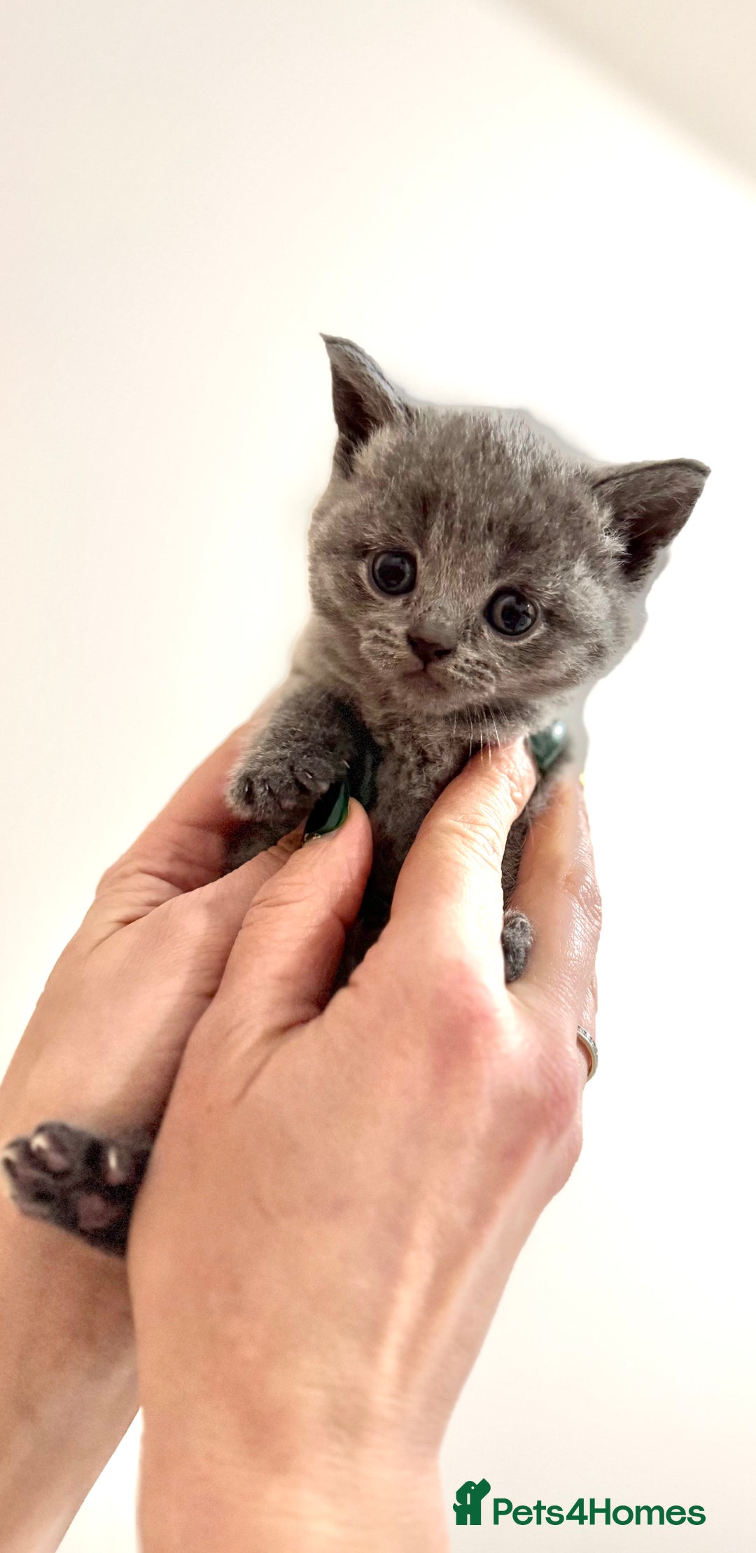 British Shorthair cats for sale: Beautiful British Shorthair Blue Kittens Available - Advert 28