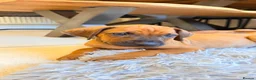Rhodesian Ridgeback dogs for sale: Outstanding Rhodesian Ridgeback puppies ready 4wk - Advert 4