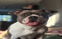 Mixed Breed dogs for sale: Pocket bully  - Image 1