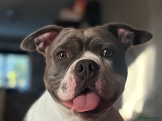 Mixed Breed dogs - Advert 31