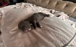 Cockapoo dogs for sale: Beautiful Cockerpoo puppies - Image 26