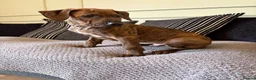 Mixed Breed dogs for sale: 🐾 Rhodesian Ridgeback x Bull Lurcher Puppies 🐾 - Advert 18
