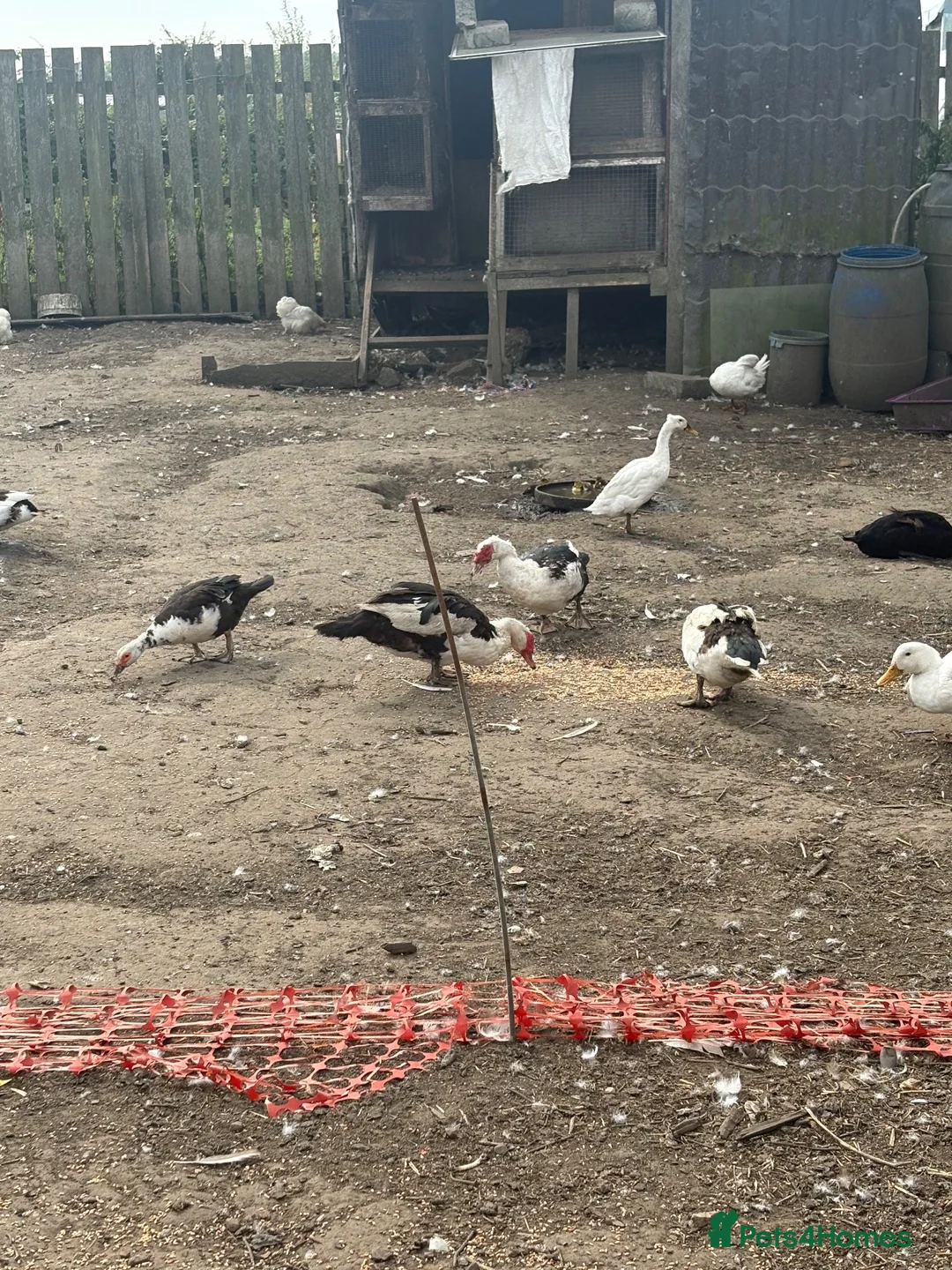 Ducks poultry for sale: Ducks and geese  - Advert 7