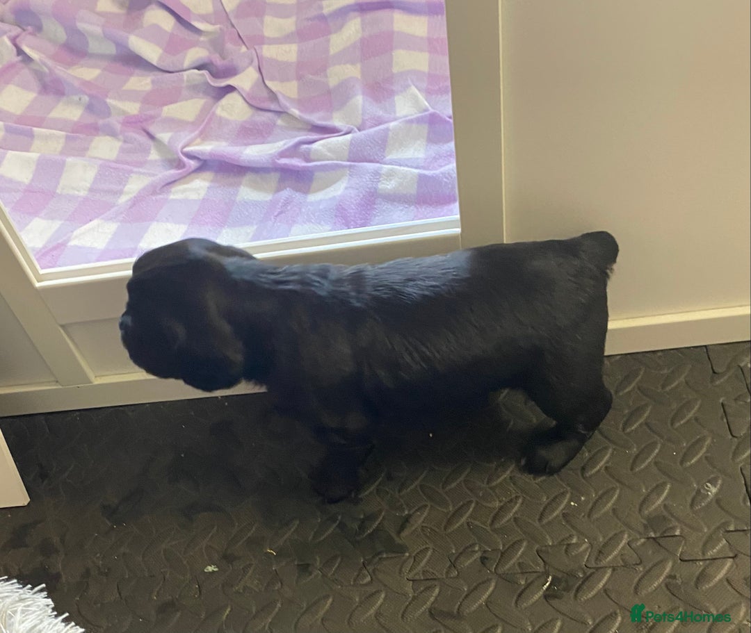 Cocker Spaniel dogs for sale: Working cocker spaniels - Image 21