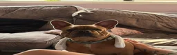 French Bulldog dogs for sale: Male french bulldog  - Advert 1