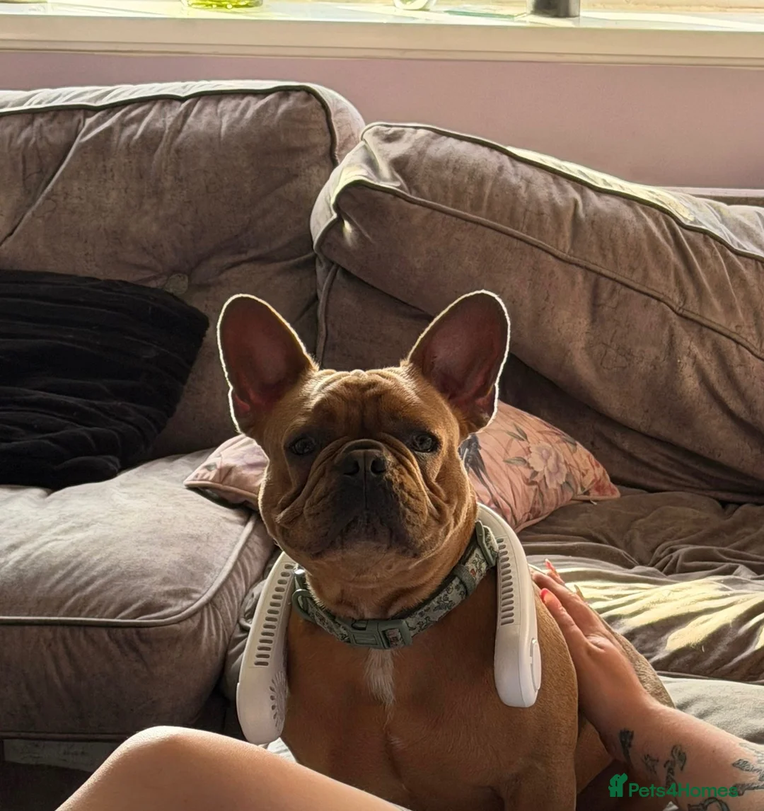 French Bulldog dogs for sale: Male french bulldog  - Advert 1