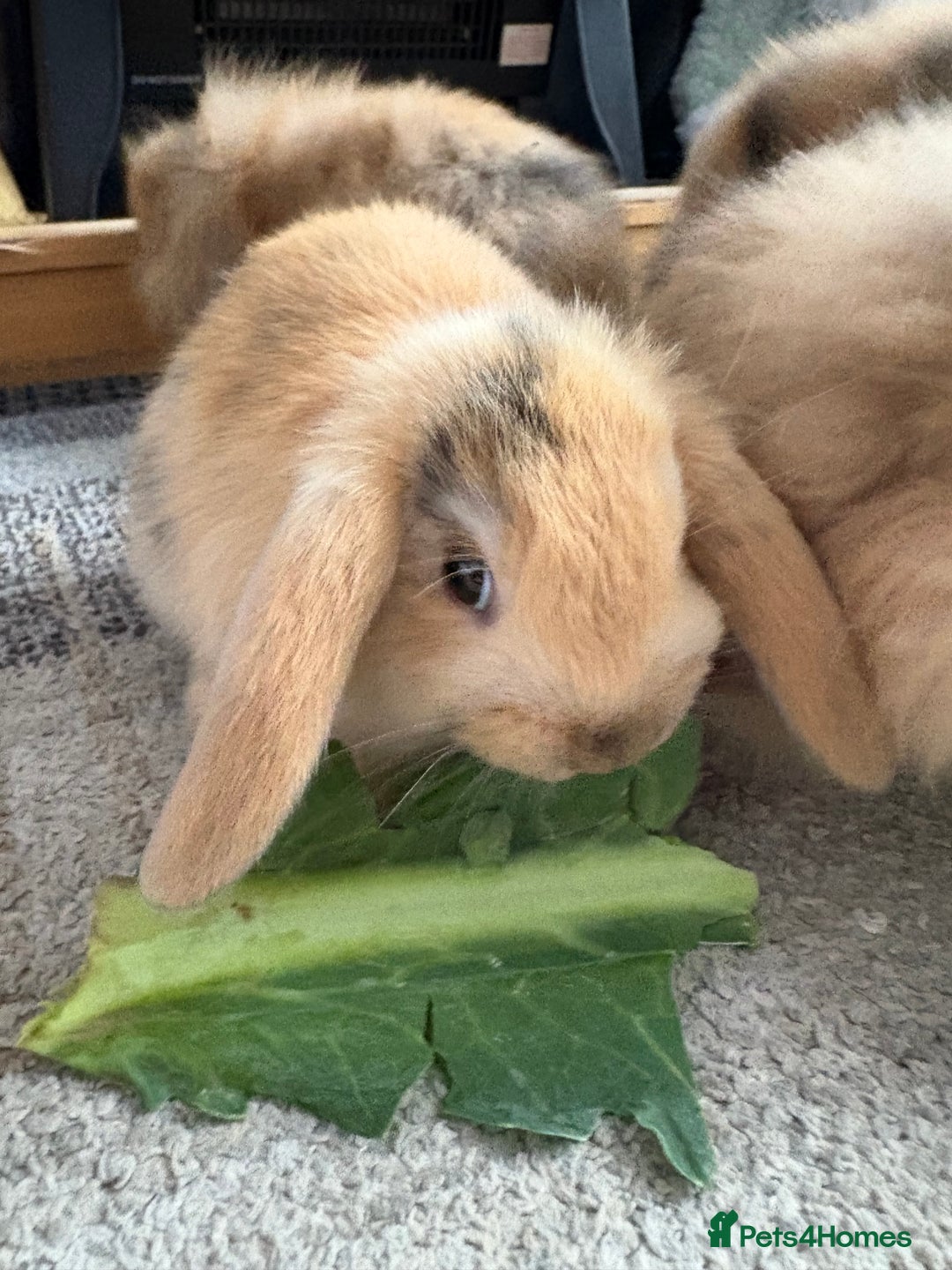 Mini Lion Lop rabbits for sale: Mini lion lop babies  - Image 12