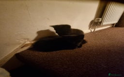 Tonkinese cats for sale: 2 male half tonkinese kittens for sale - Image 1