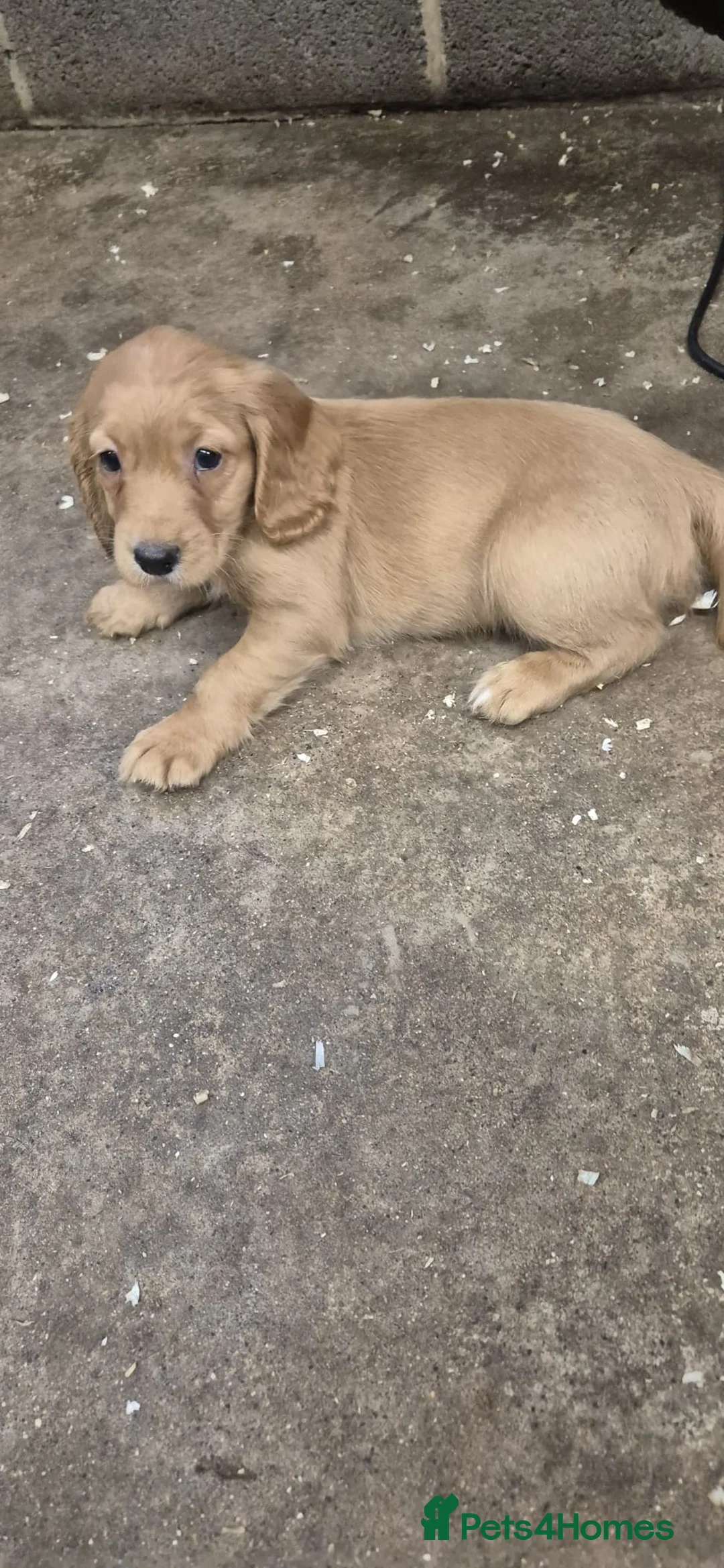 Cocker Spaniel dogs for sale: Stunning FTC Kc registered, Cocker spaniel puppies - Advert 4
