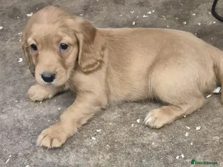 Cocker Spaniel dogs Stunning FTC Kc registered, Cocker spaniel puppies - Advert 7