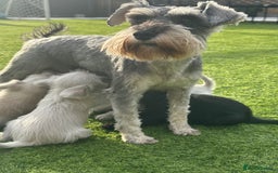 Miniature Schnauzer dogs for sale: *MINi SCHNAUZERS PUPPIES* - Image 6