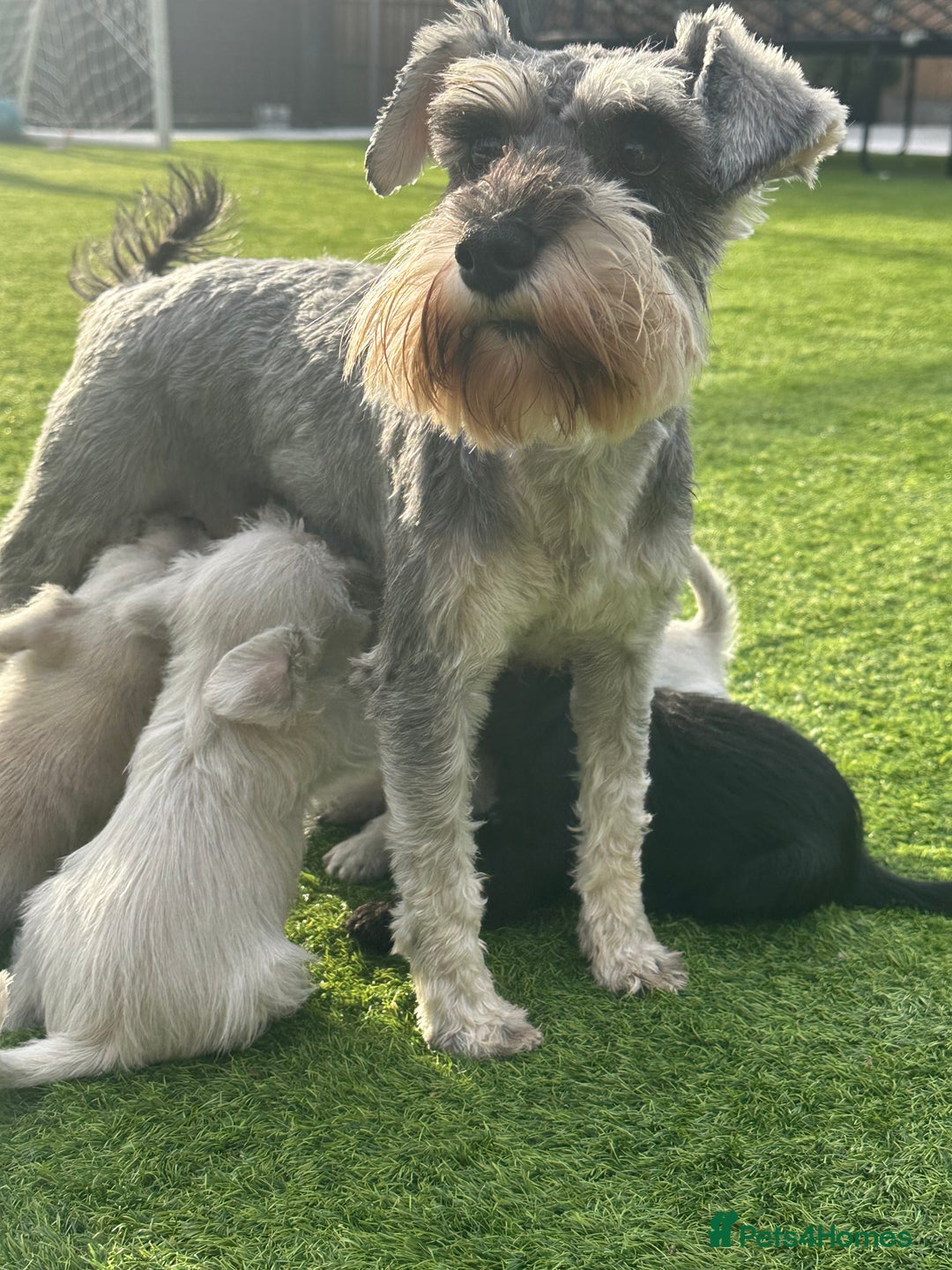 Miniature Schnauzer dogs for sale: *MINi SCHNAUZERS PUPPIES* - Image 6