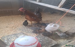 Chickens poultry for sale: Hen with chicks - Image 1