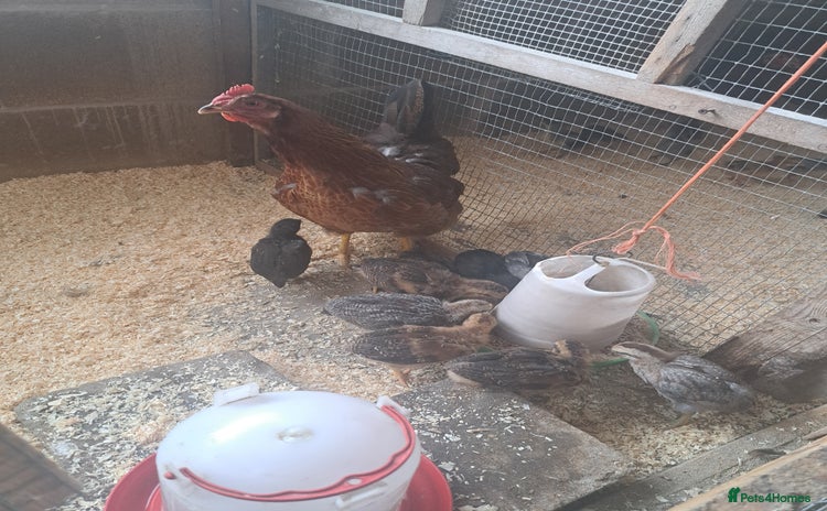 Chickens poultry for sale - Advert 1