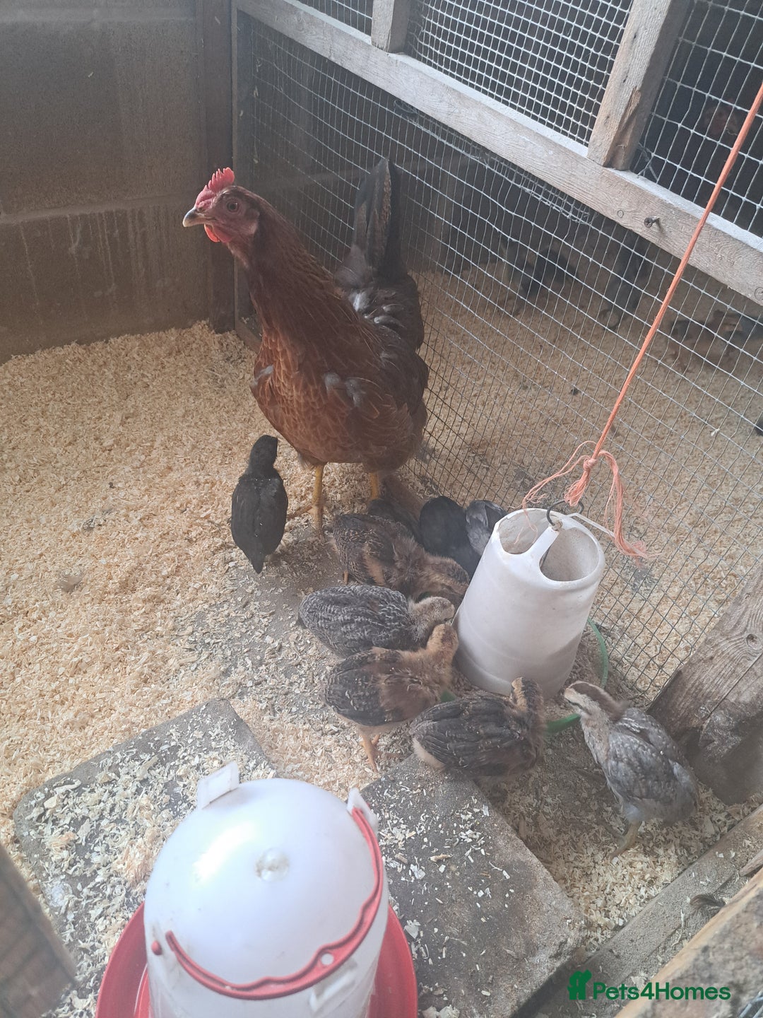 Chickens poultry for sale: Hen with chicks - Image 1