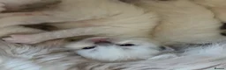 Ragdoll cats for sale: Beautiful male ragdoll kittens - Advert 26