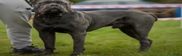 Cane Corso dogs for sale: Stunning cane corso 🐶 - Advert 3