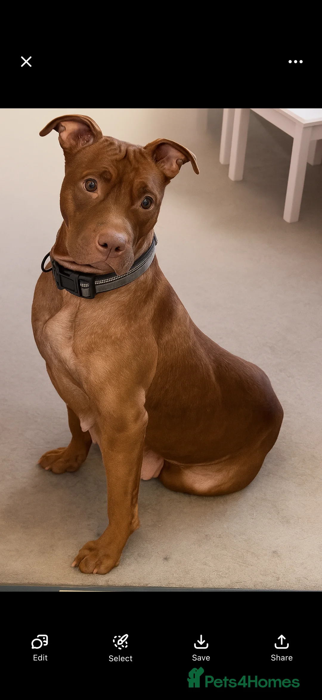 Mixed Breed dogs for sale: Beautiful fawn staff Girl  - Advert 2