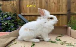 Mixed Breed rabbits for sale: Very pretty soft fluffy bunnies - Image 33