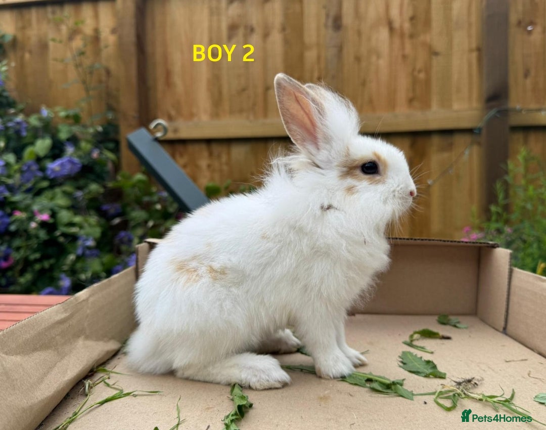 Mixed Breed rabbits for sale: Very pretty soft fluffy bunnies - Image 33