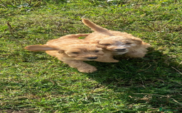 Cockapoo dogs for sale: Cockapoo puppies for sale - Image 10
